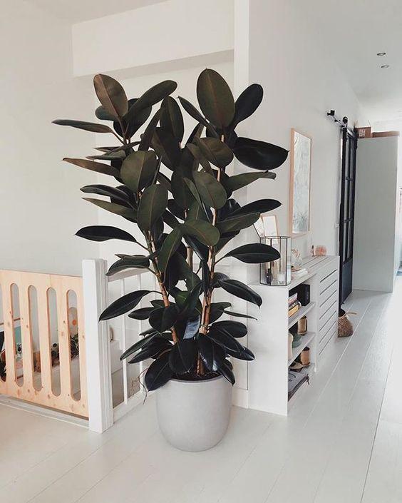 Ficus Elastica - Large '3 Stems' – Plant Studio Llc 