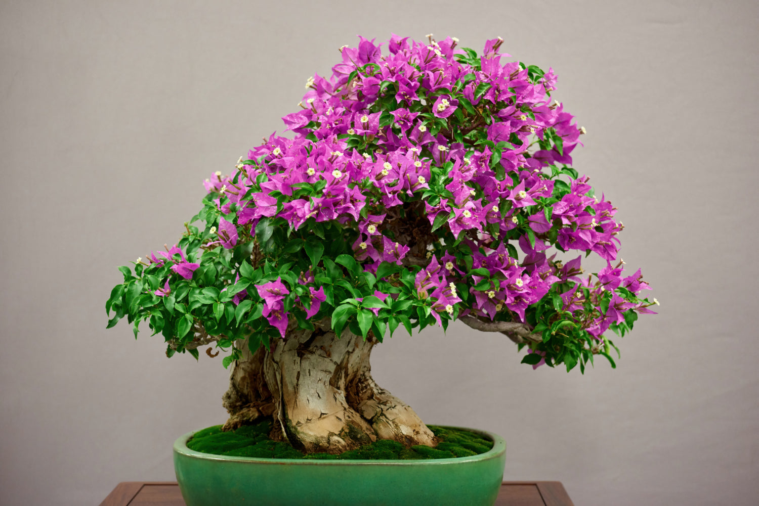 flowering bonsai in green pot place on top of wooden table - Plant Studio