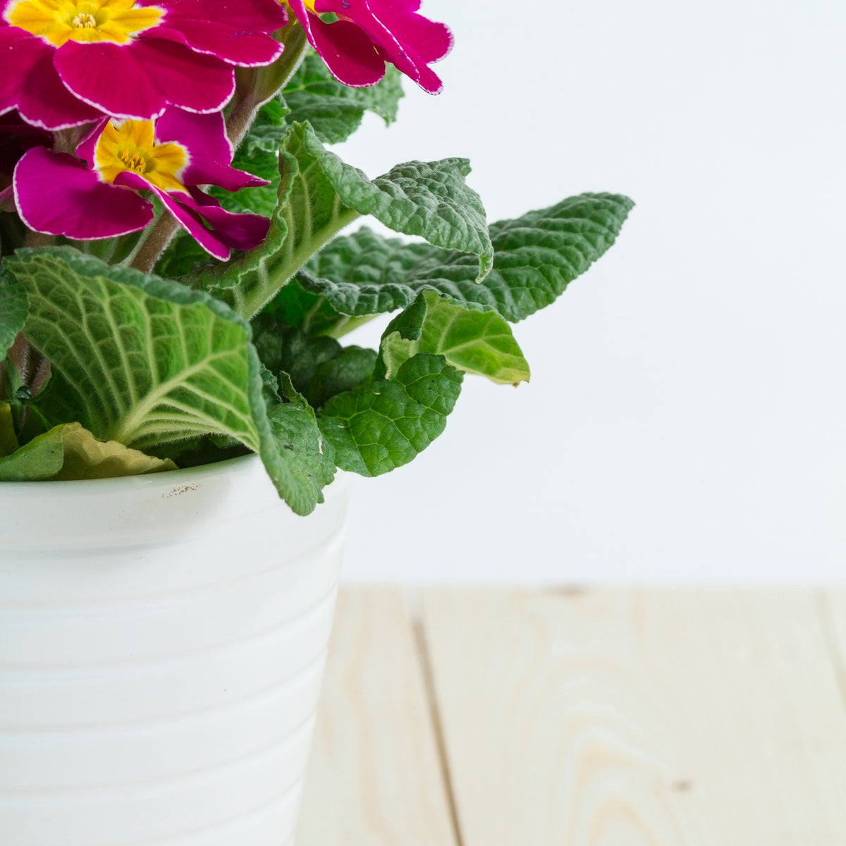 A Beginner's Guide To Indoor Flowering Plants – Plant Studio Llc