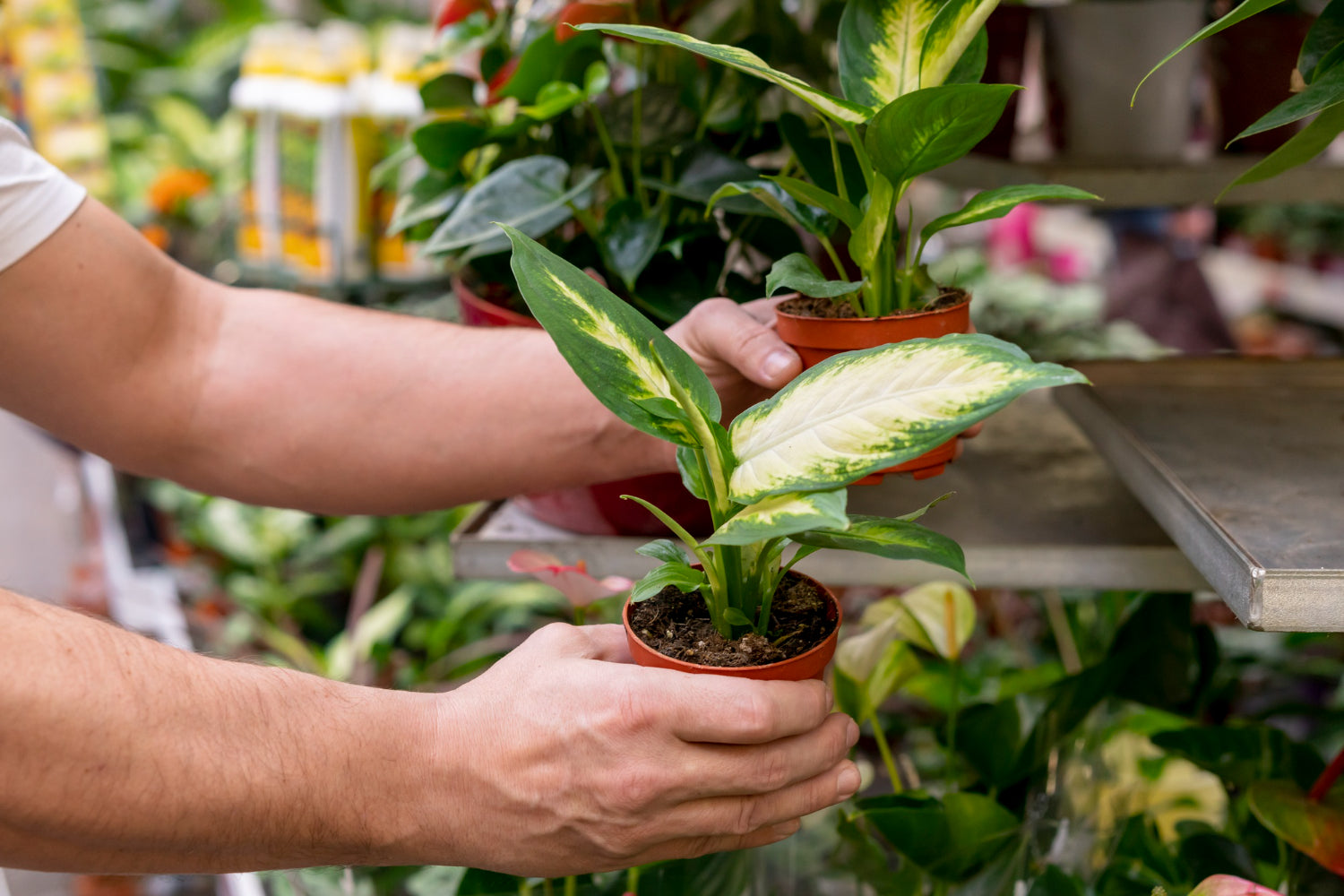 hands holding small potted plant in plant nursery - Plant Studio