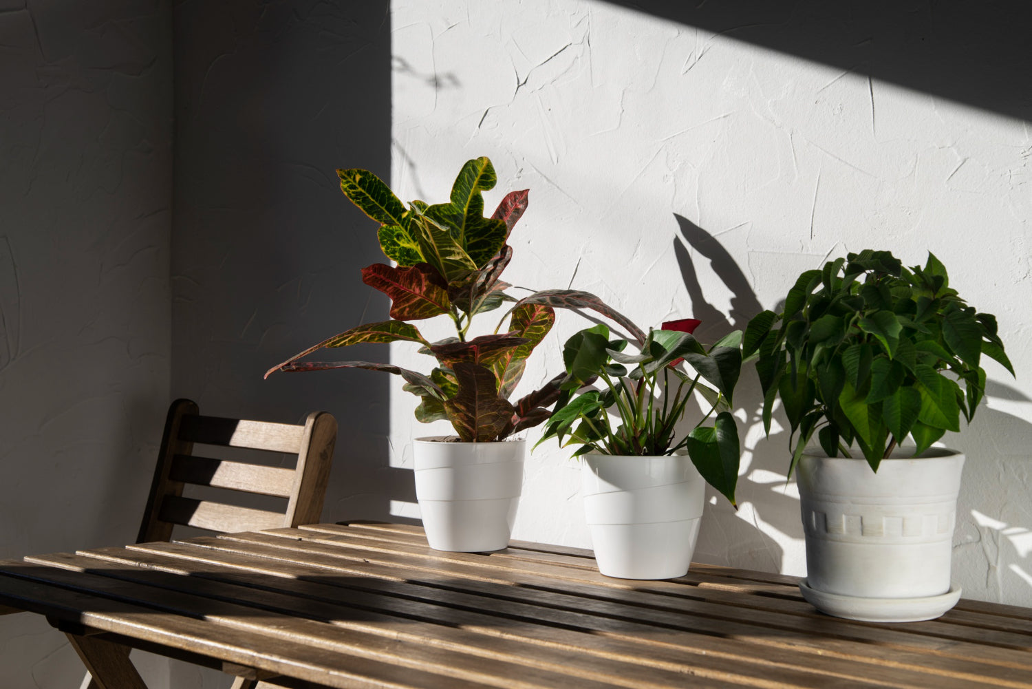 plants in white pots placed desk - Plant Studio