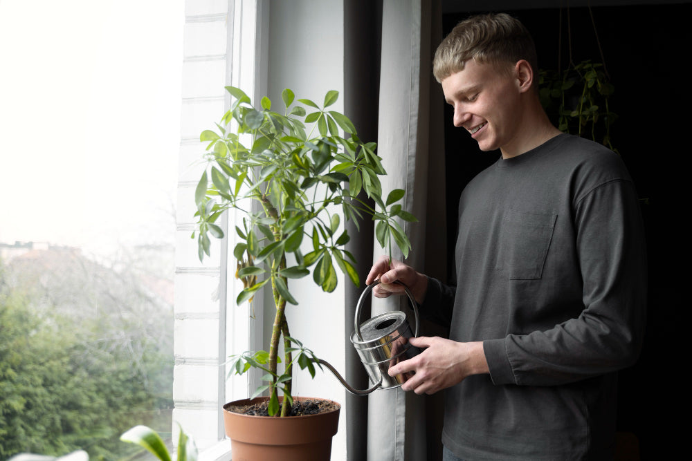 indoor plant by the window