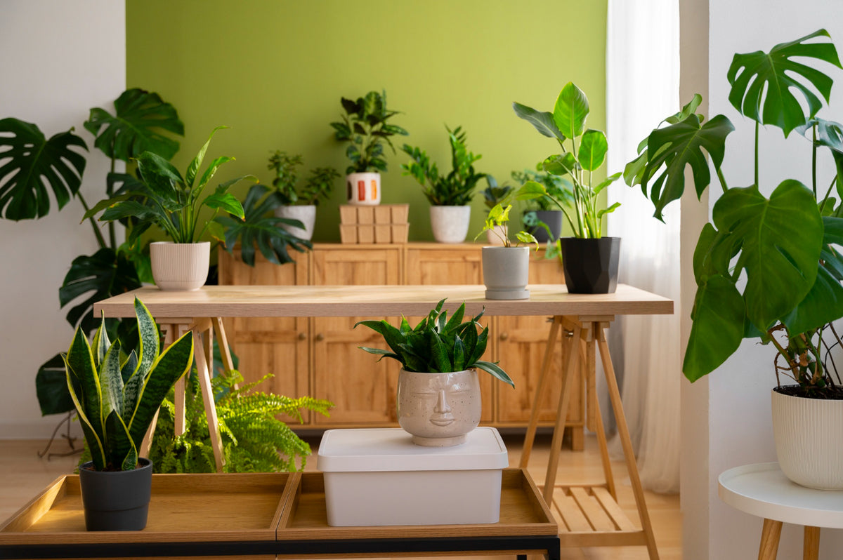 A Guide to the Best Indoor Plants for Your Home – Plant Studio LLC