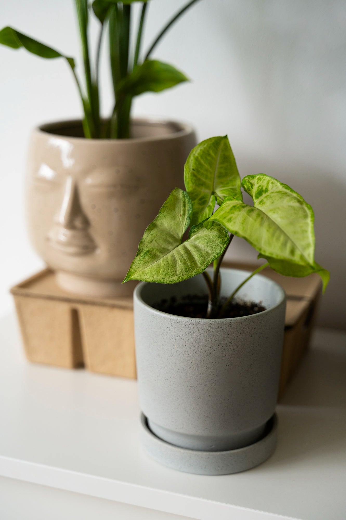 small plant in light gray pot - Plant Studio