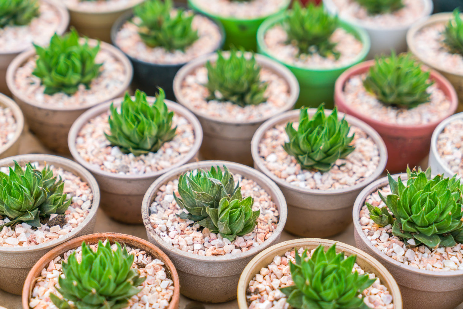 many potted small succulents with white and brown pebbles - Plant Studio