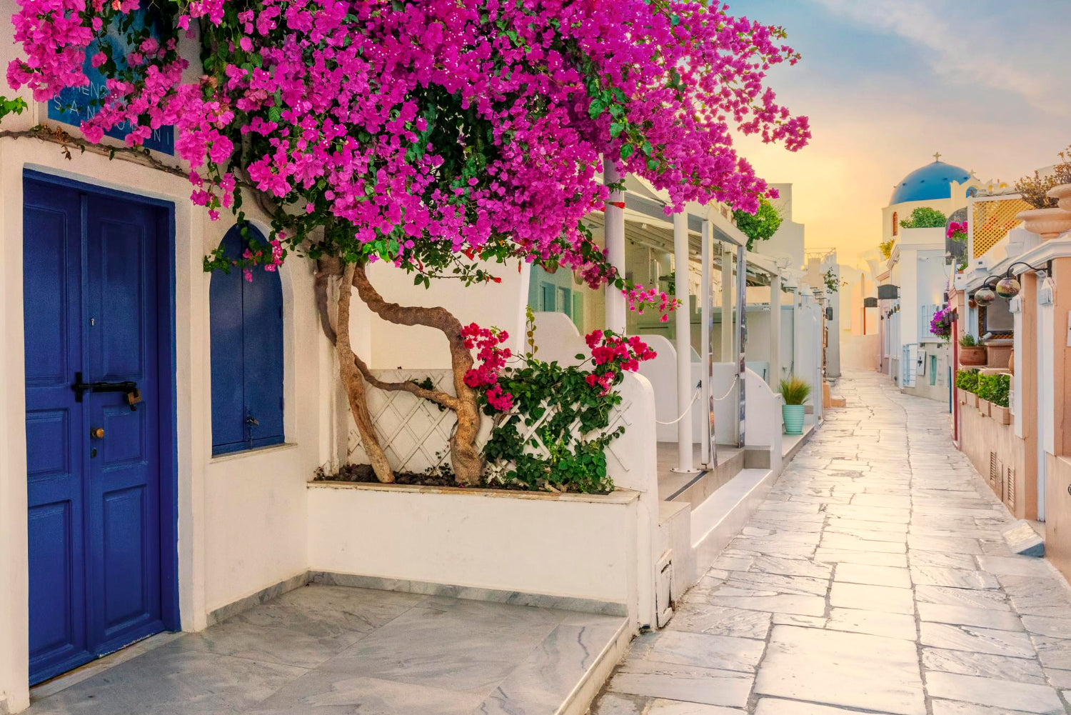 Bougainvillea potted in Greece with blue door on the left - Plant Studio