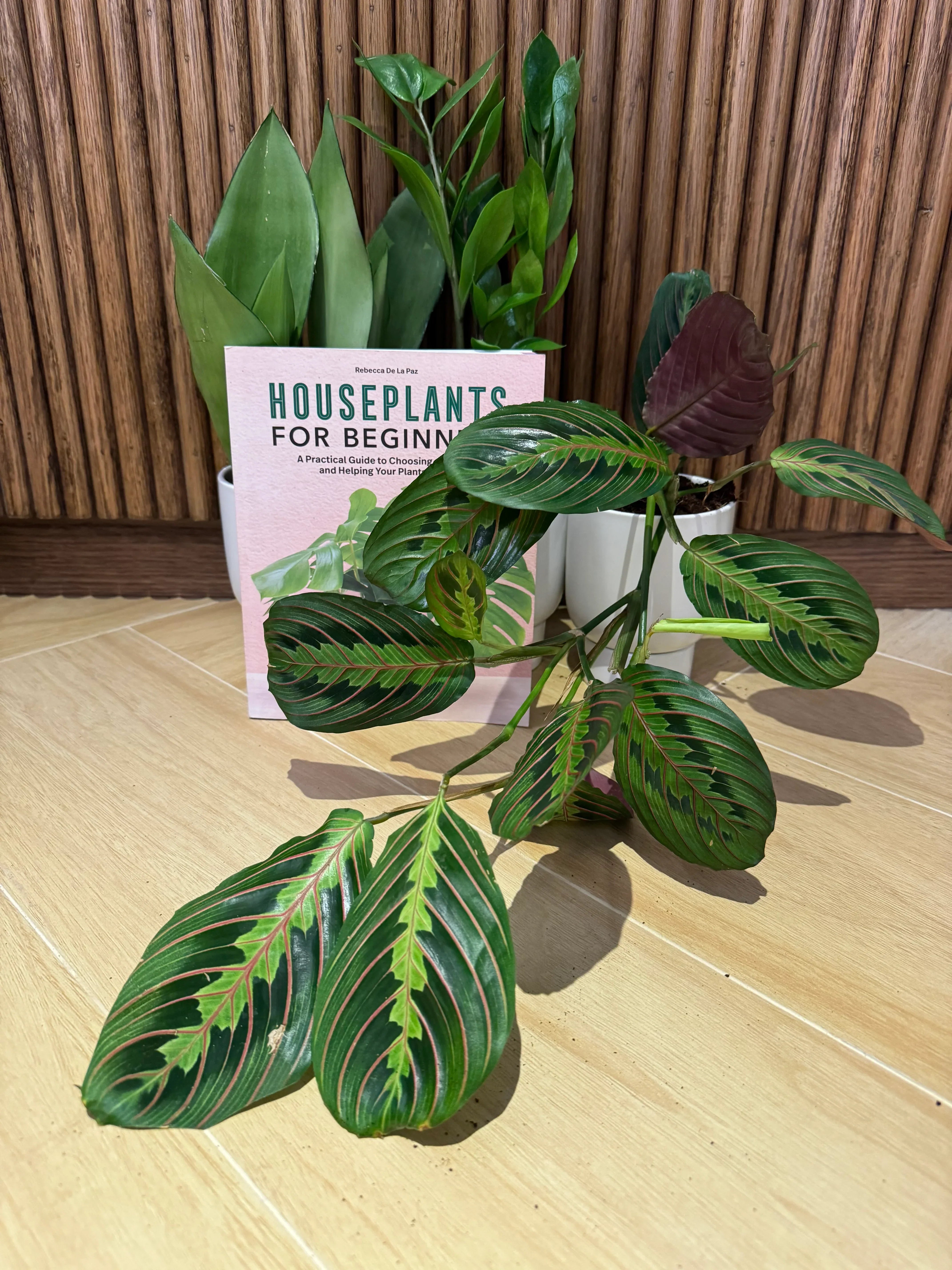 house plants for beginners book with potted plant on the side - Plant Studio