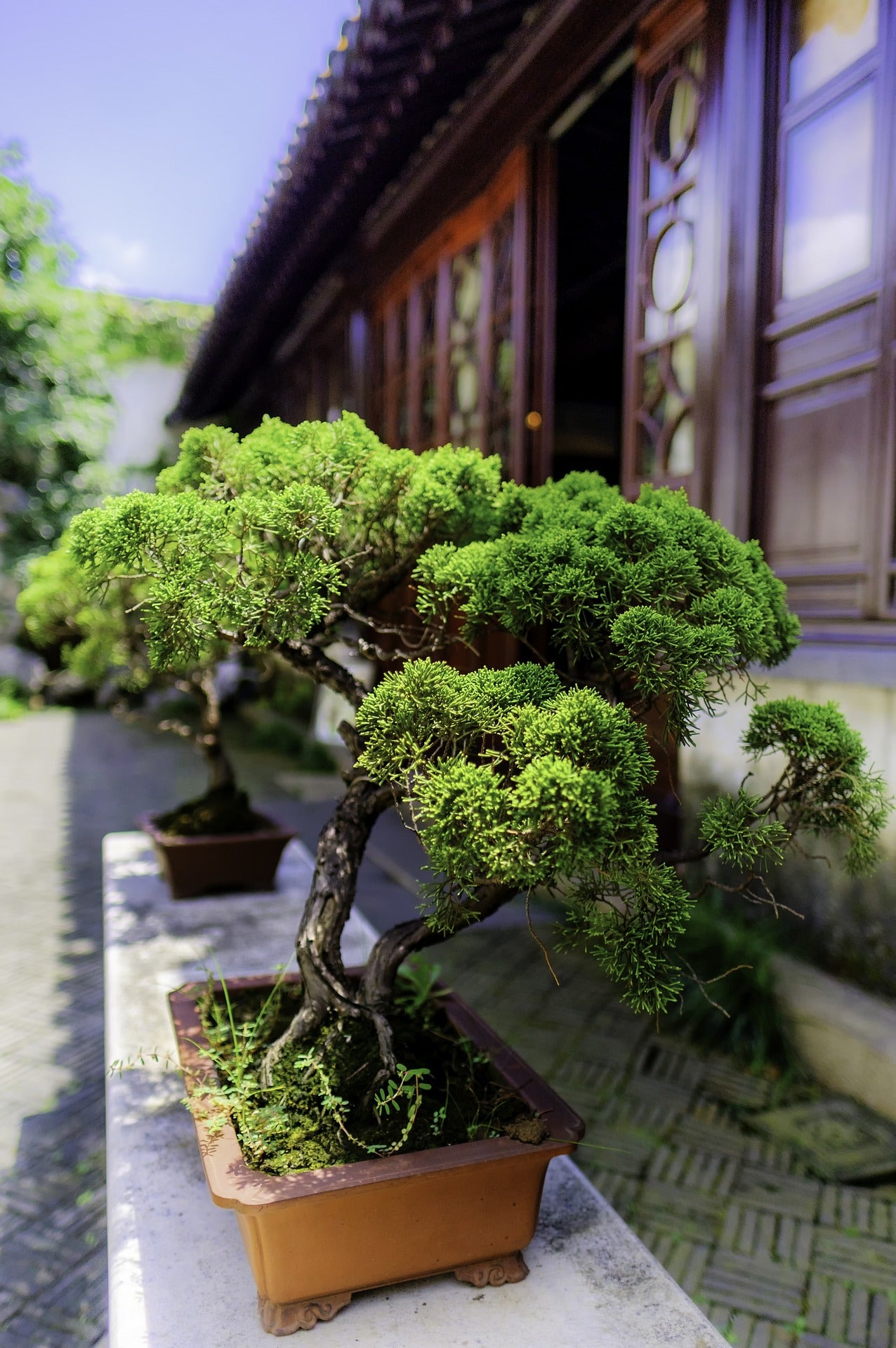 potted bonsai in brown rectangle pot - Plant Studio