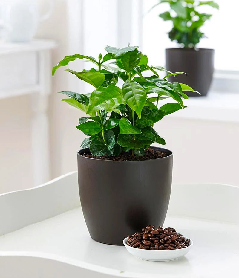 arabica coffee plant in gray pot white coffee beans on the side placed on white table - Plant Studio