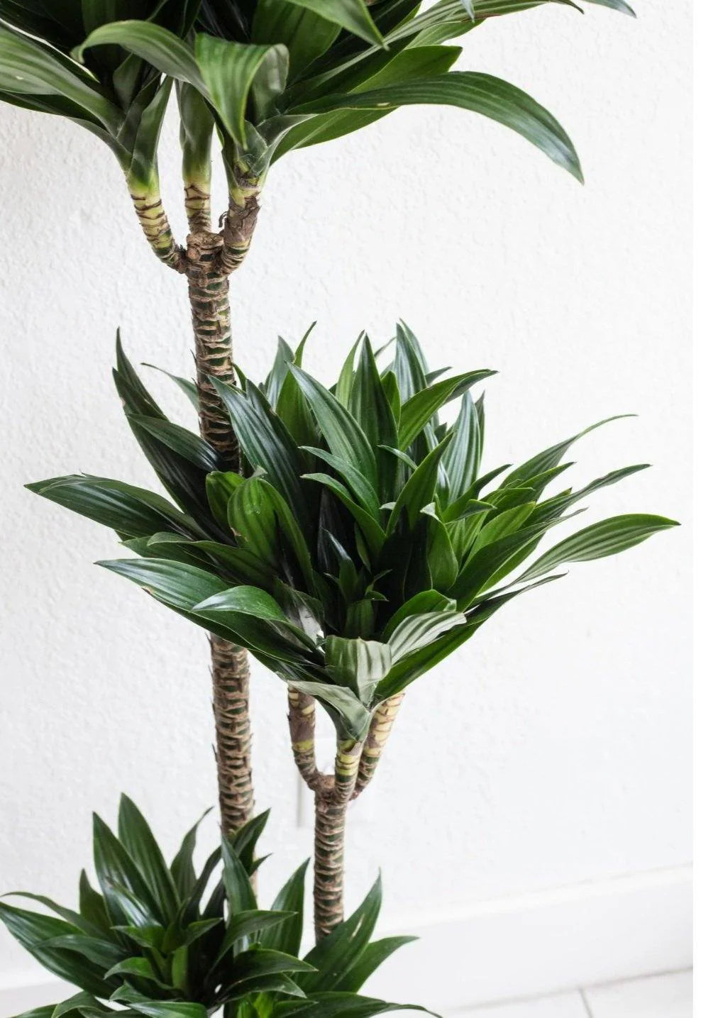 dracaena plant zoomed - Plant Studio