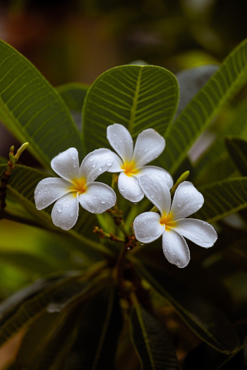 3 flowers of frangipani - Plant Studio