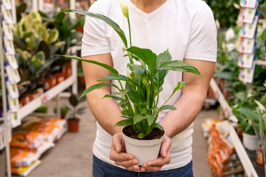 man in white shirt holding small potted plant in white pot with plants in the background - Plant Studio