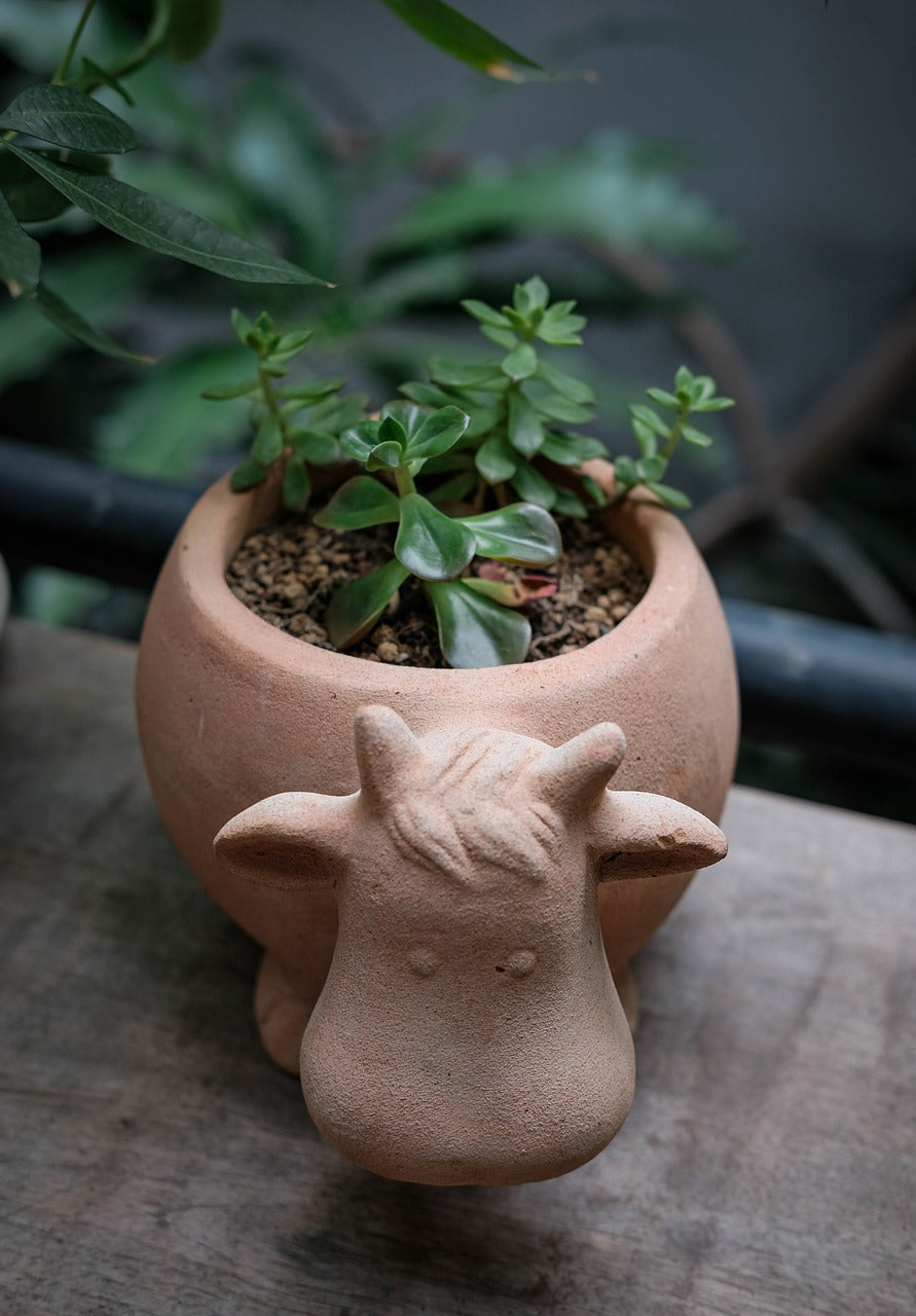 small plant in cow-shaped pot - Plant Studio