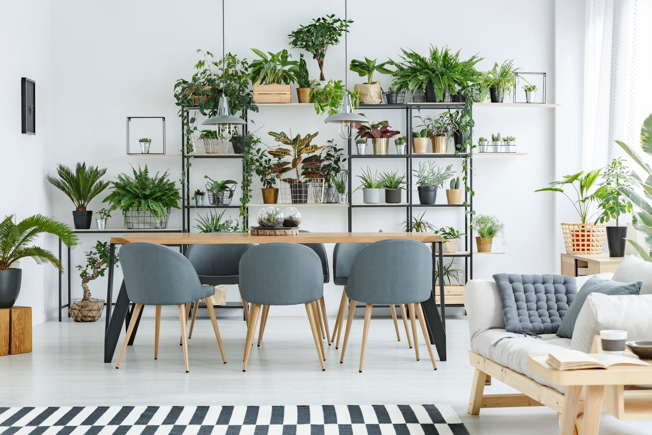 Indoor Plants to Impress Your Guests at Home - Plant Studio LLC