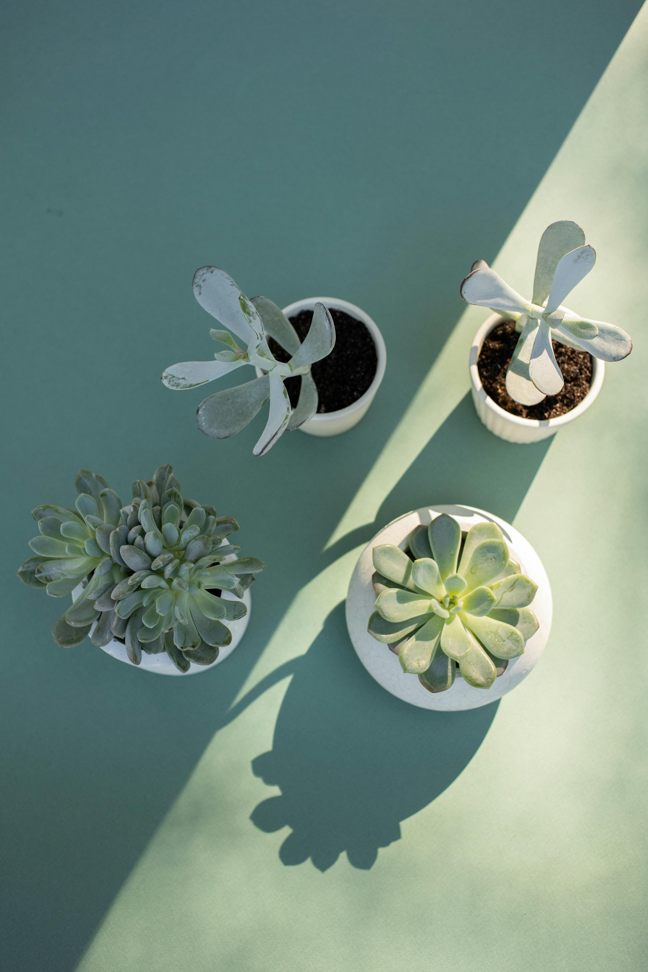 different succulents in white pot and sizes - Plant Studio