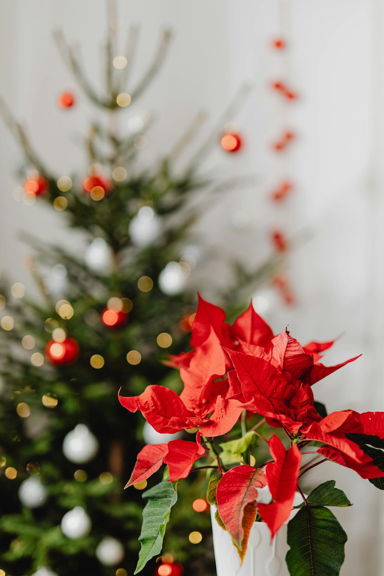 poinsettia with christmas tree in the background - Plant Studio