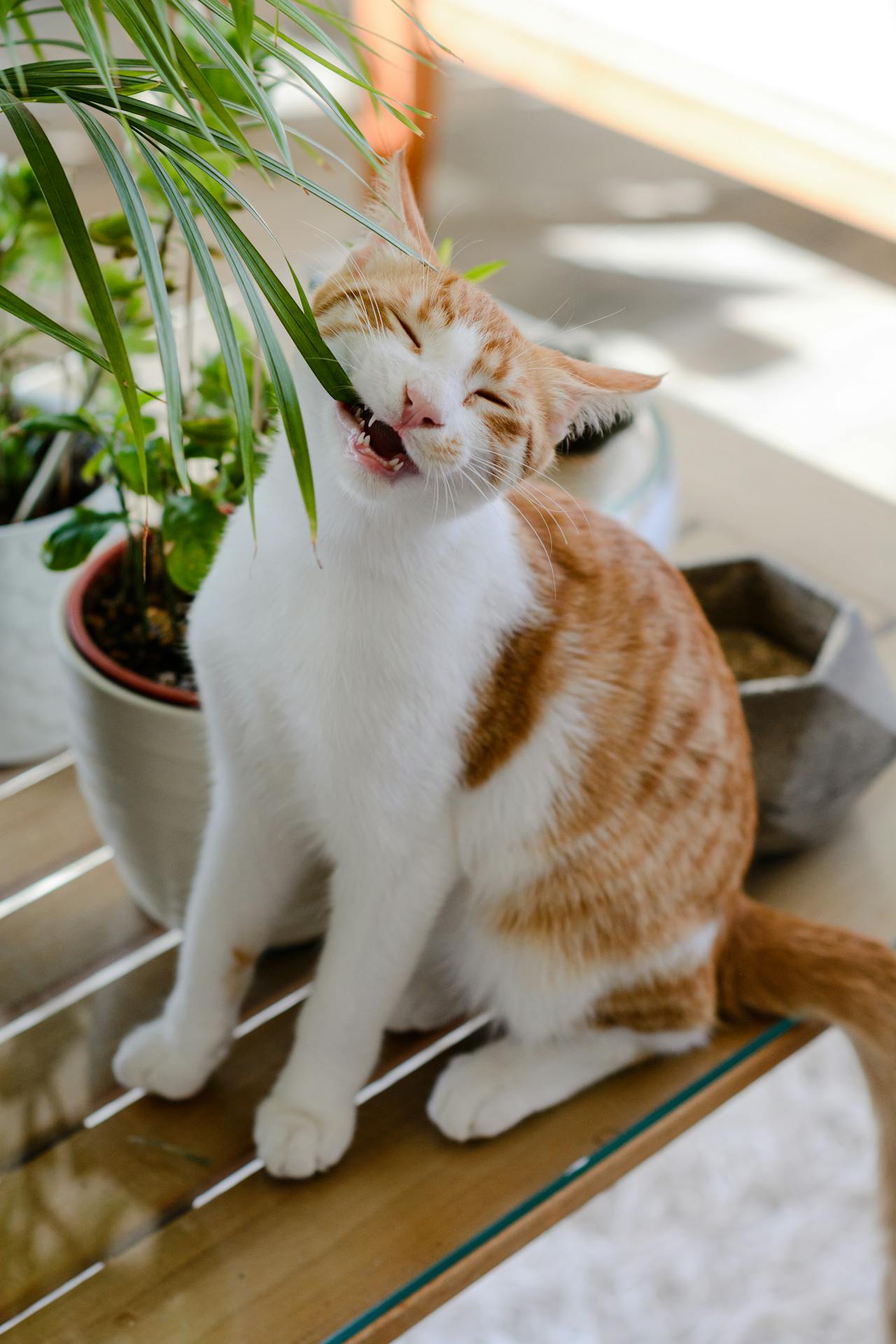 orange cat eating plants - Plant Studio