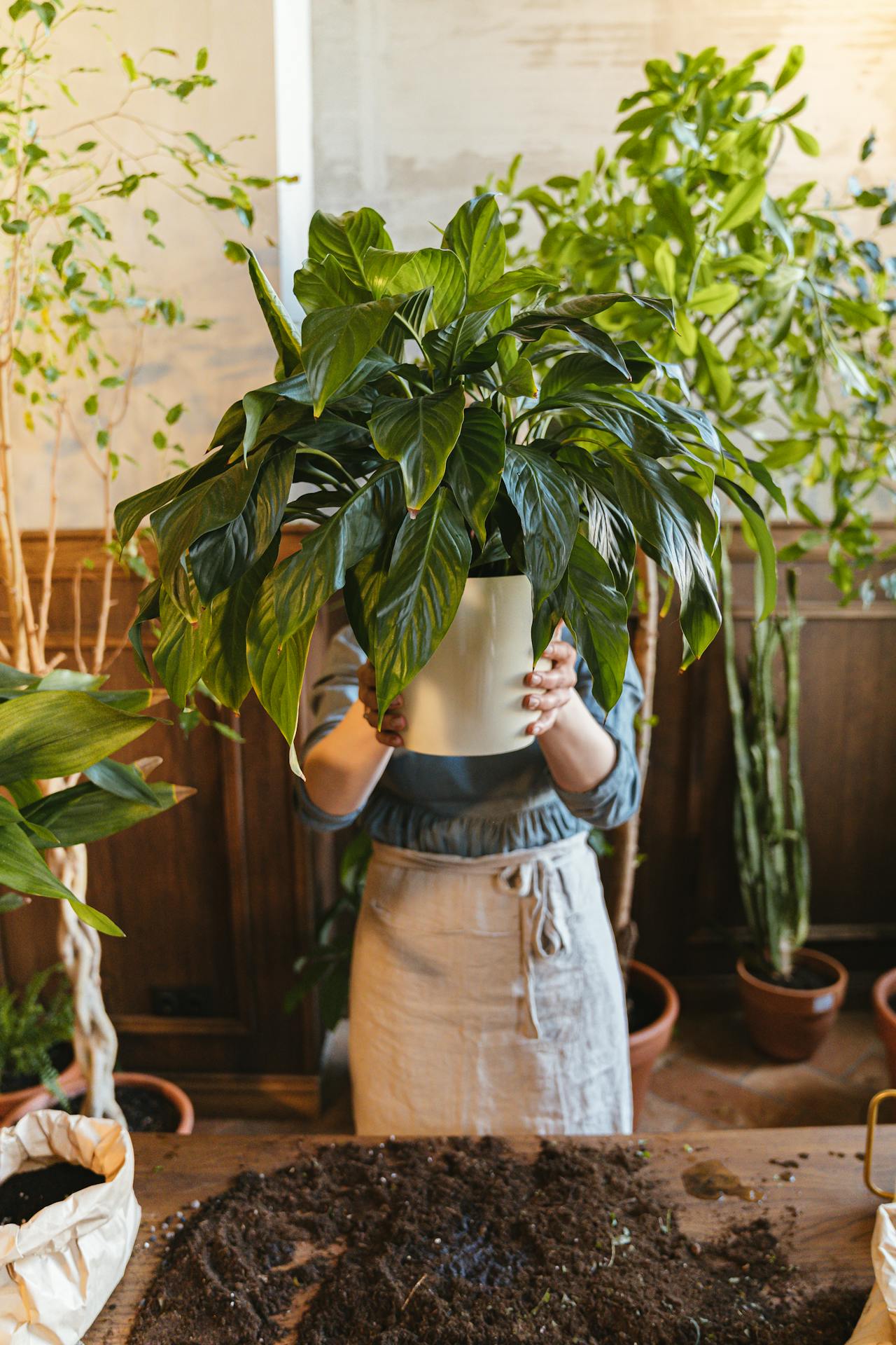 plant shop - Plant Studio