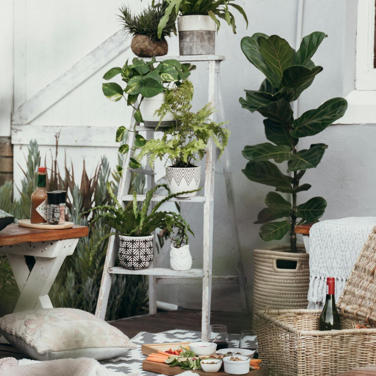 Why Indoor Plants are a must-have in Dubai – Plant Studio LLC | TRN ...