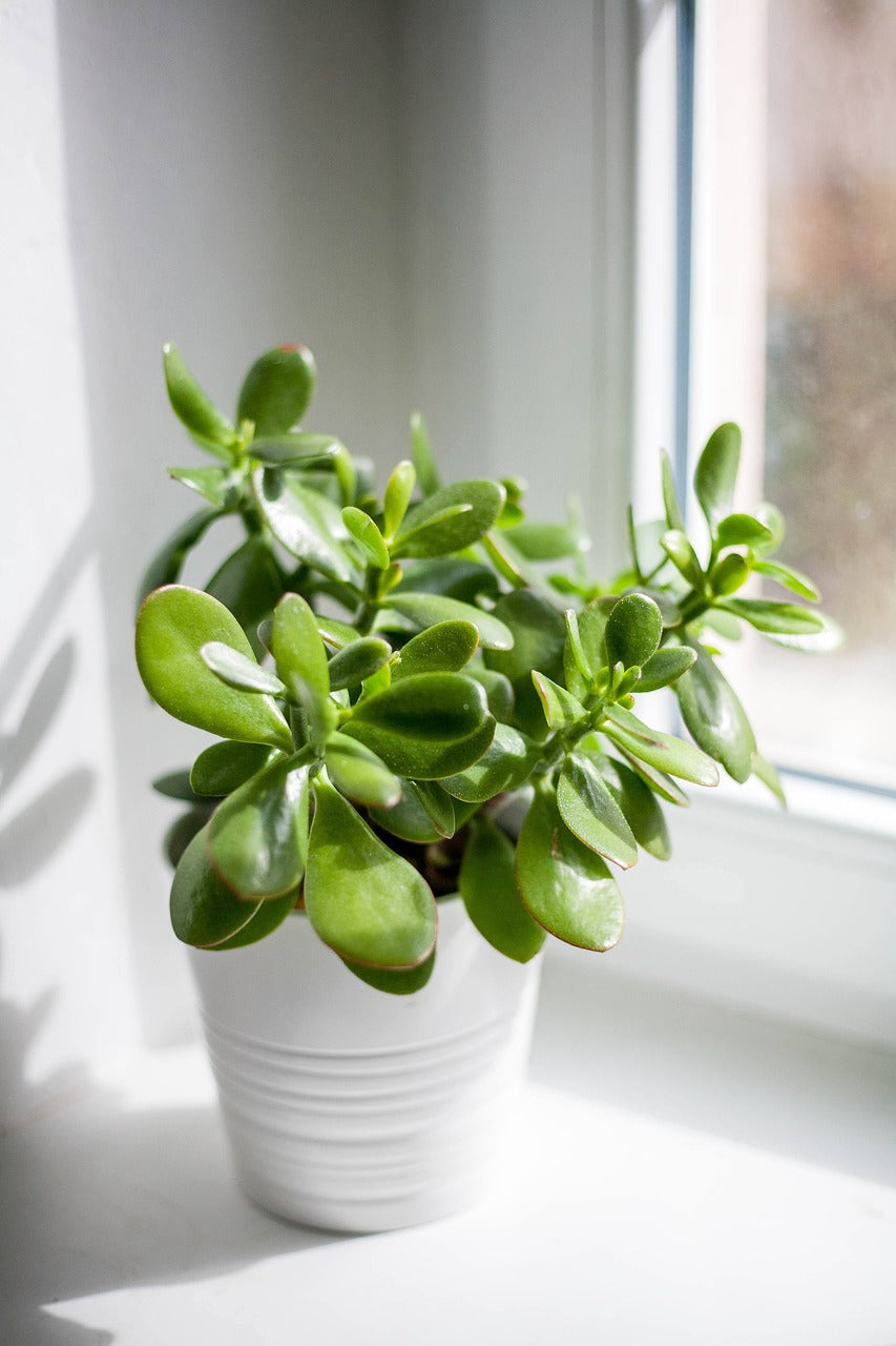 small plant in white pot positioned near the window - Plant Studio