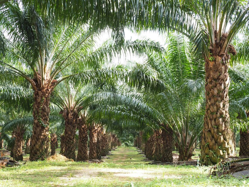 many palm trees in farm - Plant Studio