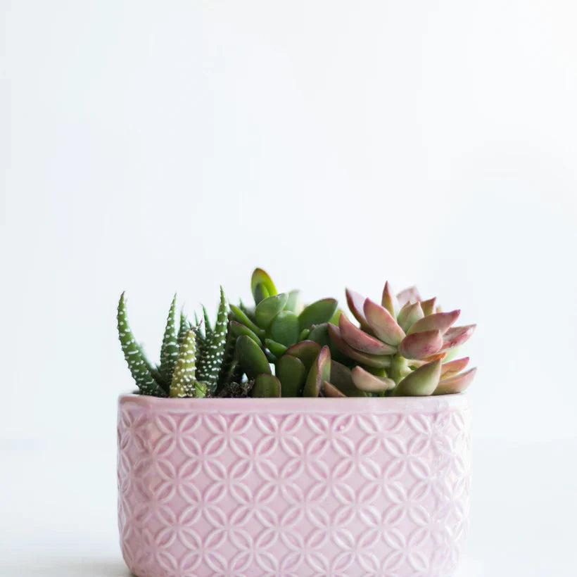 succulents in beautiful pink pot - Plant Studio