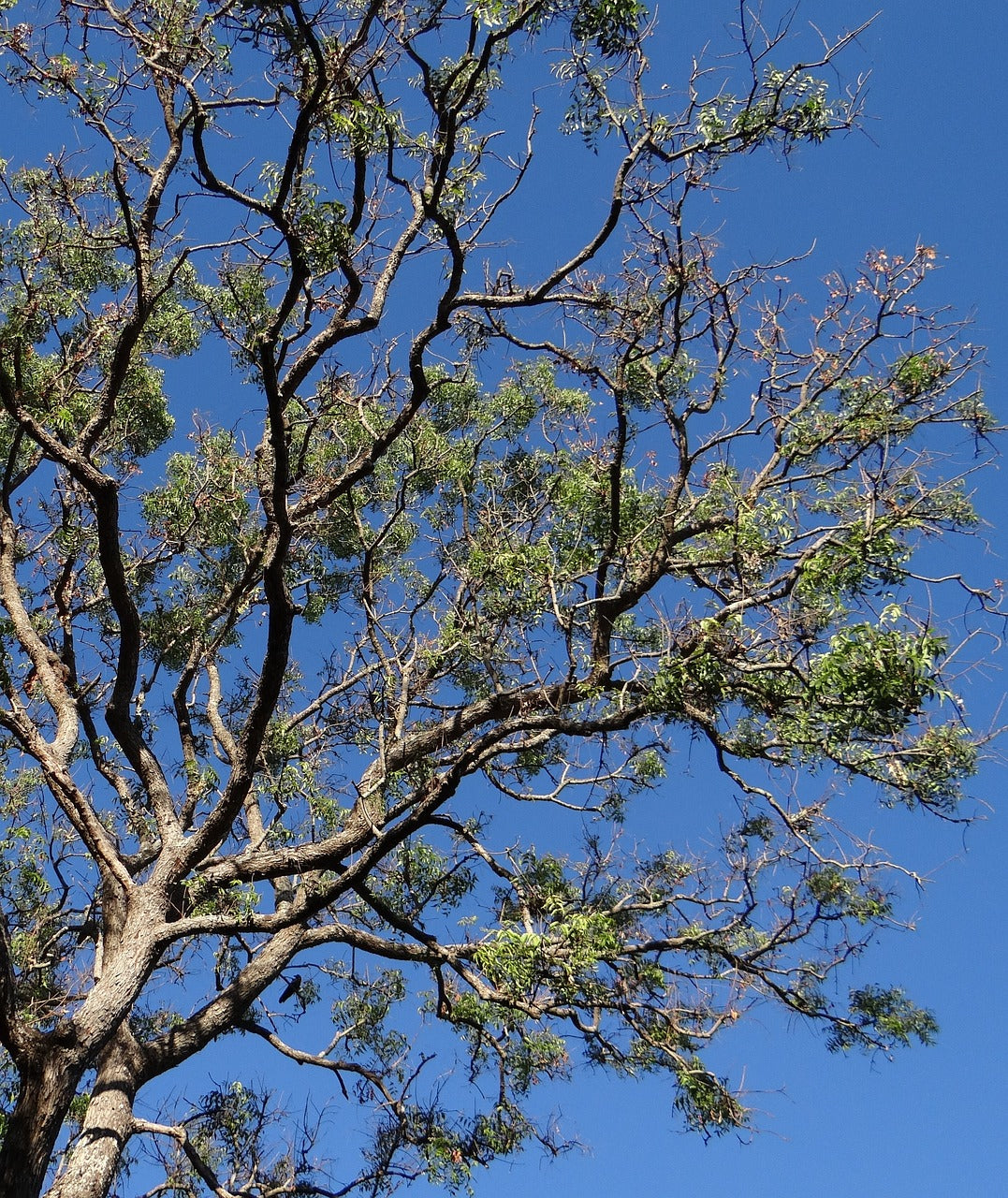 neem tree in clear skies - Plant Studio