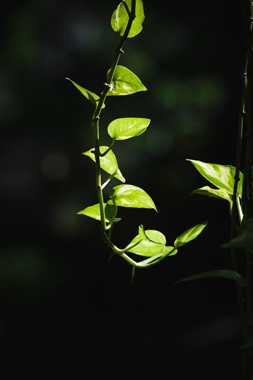 golden pothos that is hanging with blurred background - Plant Studio