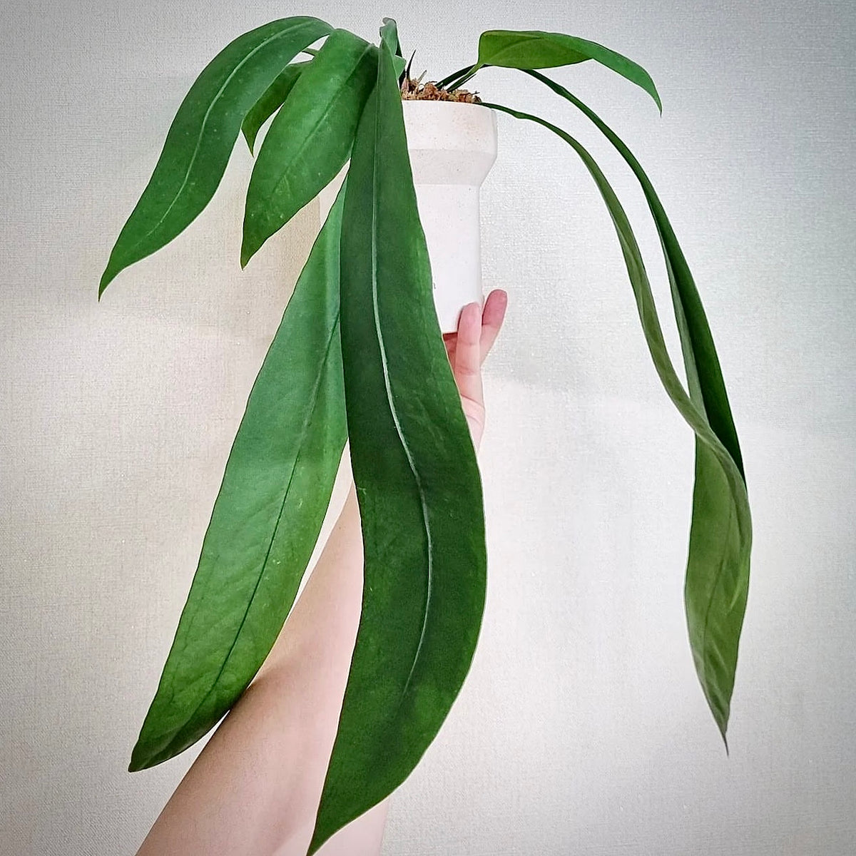 Anthurium Vittarifolium Large – Plant Studio LLC