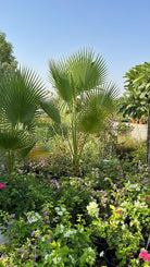 Washingtonia Palm - Plant Studio LLC