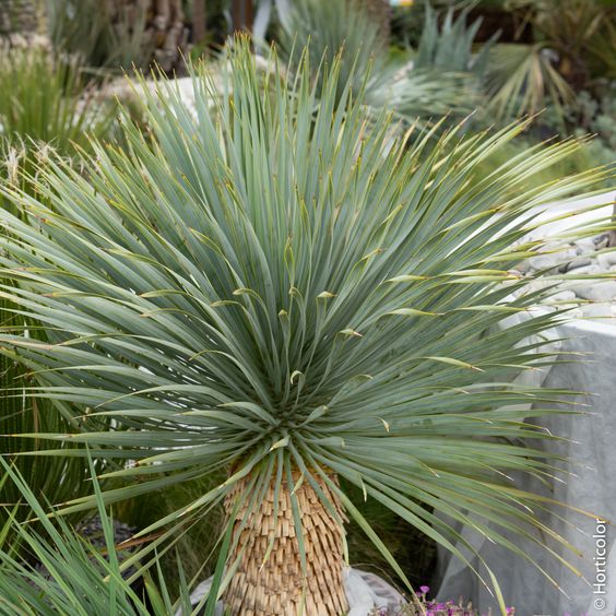 Yucca Rostrata 120cm - Plant Studio LLC