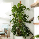 Monstera Deliciosa 180-200cm - Plant Studio LLC