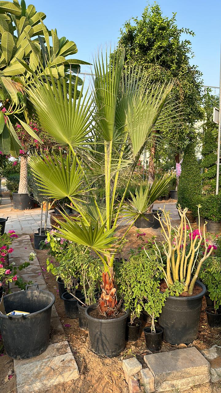 Washingtonia Palm - Plant Studio LLC