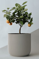 Citrus Orange Tree - Dwarf - Plant Studio LLC