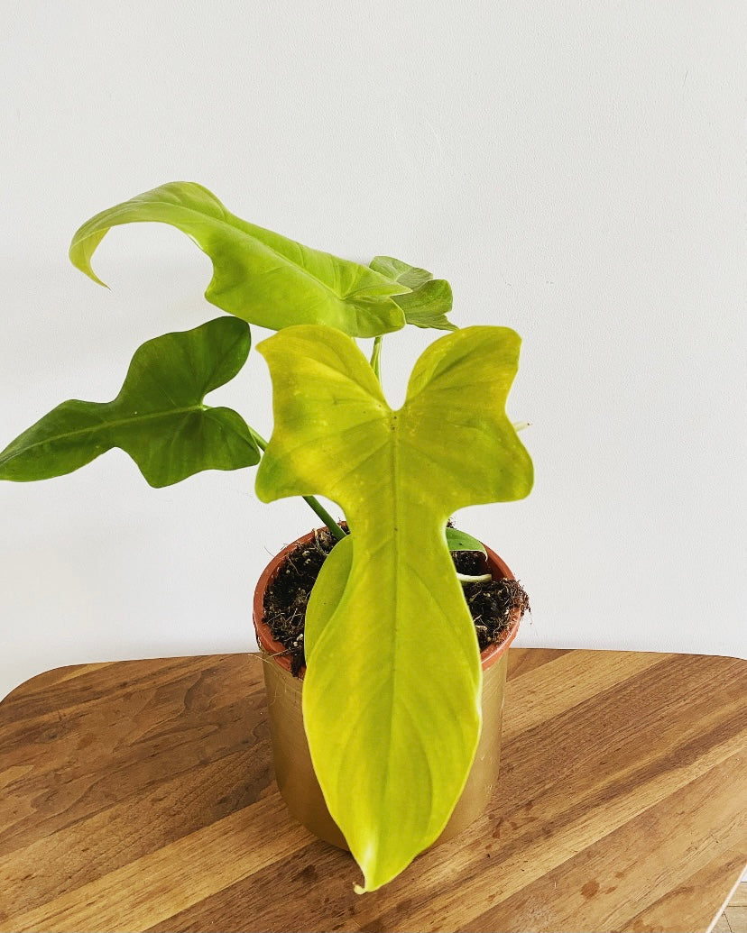 Philodendron Violin – Plant Studio LLC