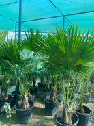 Livistonia Palm Large Leaves - Plant Studio LLC