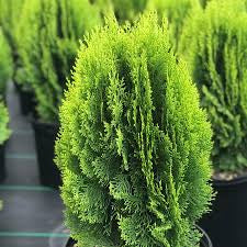 Thuja Orientalis Pyramidalis - Plant Studio LLC