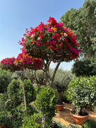 Bougainvillea Pompom XL - Plant Studio LLC