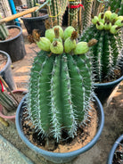 Ferocactus Echidine - Plant Studio LLC