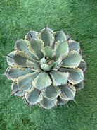 Agave Potatorum Albo - Plant Studio LLC