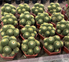 Multihead Cactus Balls (Echinocactus Grusonii) Plant - Plant Studio LLC