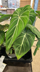 Philodendron Gloriosum Dark Form - Plant Studio LLC