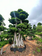 Macro Ficus Bonsai - 4 meters - Plant Studio LLC