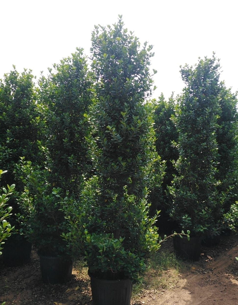 Ficus Panda Cone 2.5-2.8 meters - Plant Studio LLC