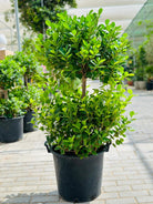 Double Head Ficus Panda - Plant Studio LLC