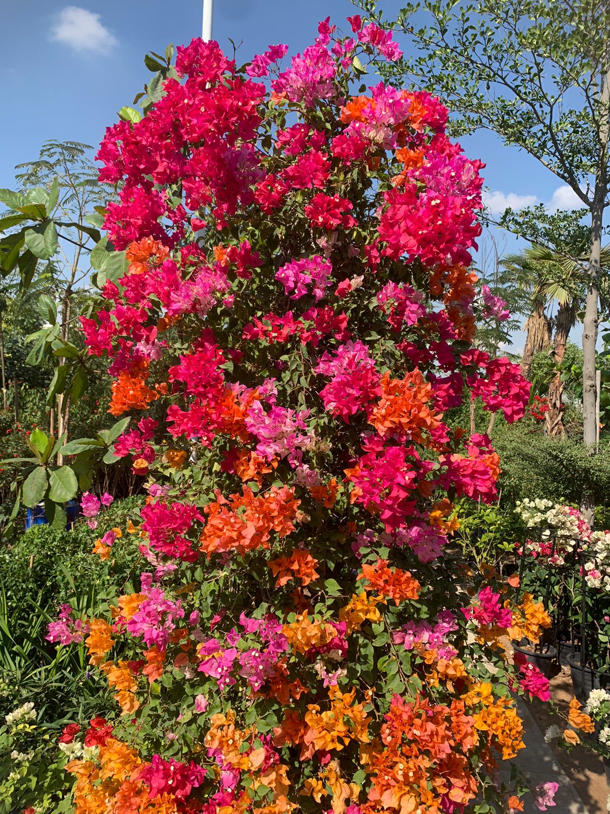 Bougainvillea - XL - Plant Studio LLC