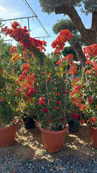 Bougainvillea Vine - Random Colors - Plant Studio LLC