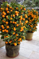 Citrus Microcarpa Lime in Ceramic Pot - Plant Studio LLC