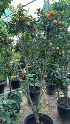 Citrus Mandarin Tree - Plant Studio LLC