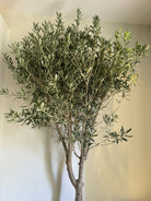 Olive Tree Branched Thin Trunk 2 meters - Plant Studio LLC